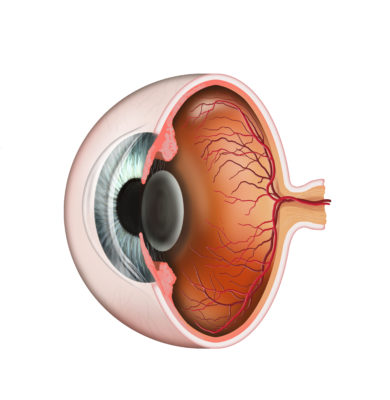 cornea-1